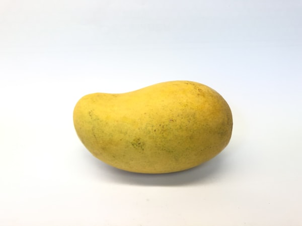 Mangue Kent Premium